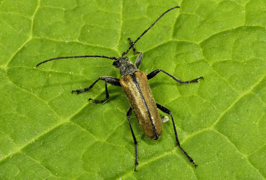 Cerambycidae: Cortodera humeralis
